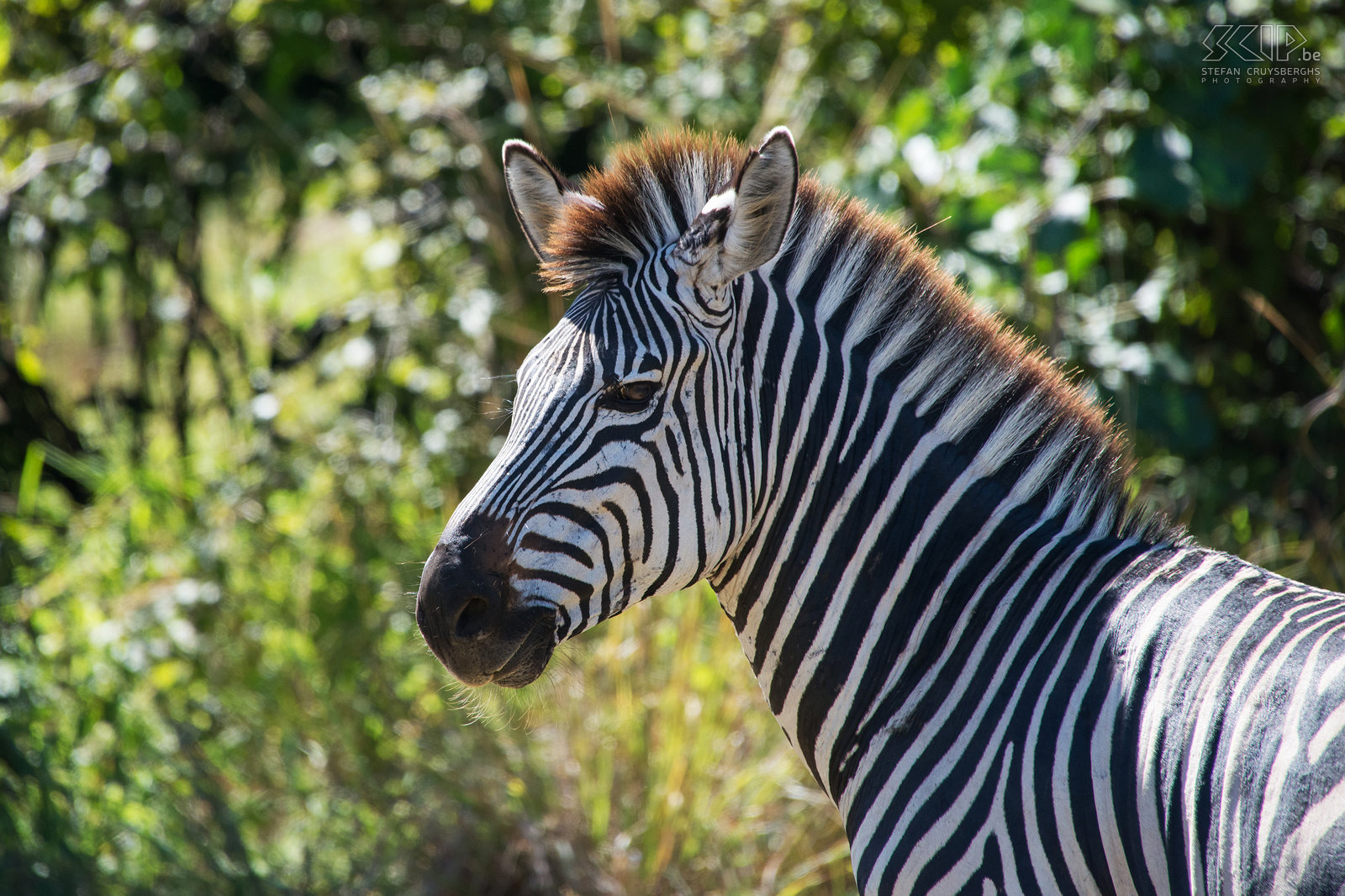 South Luangwa - Close-up zebra De Crawshay zebra's (Equus quagga crawshayi) is een ondersoort van de steppezebra. Deze zebra komt alleen voor in oostelijk Zambia, zuidoostelijk Tanzania en Noord-Mozambique. Stefan Cruysberghs